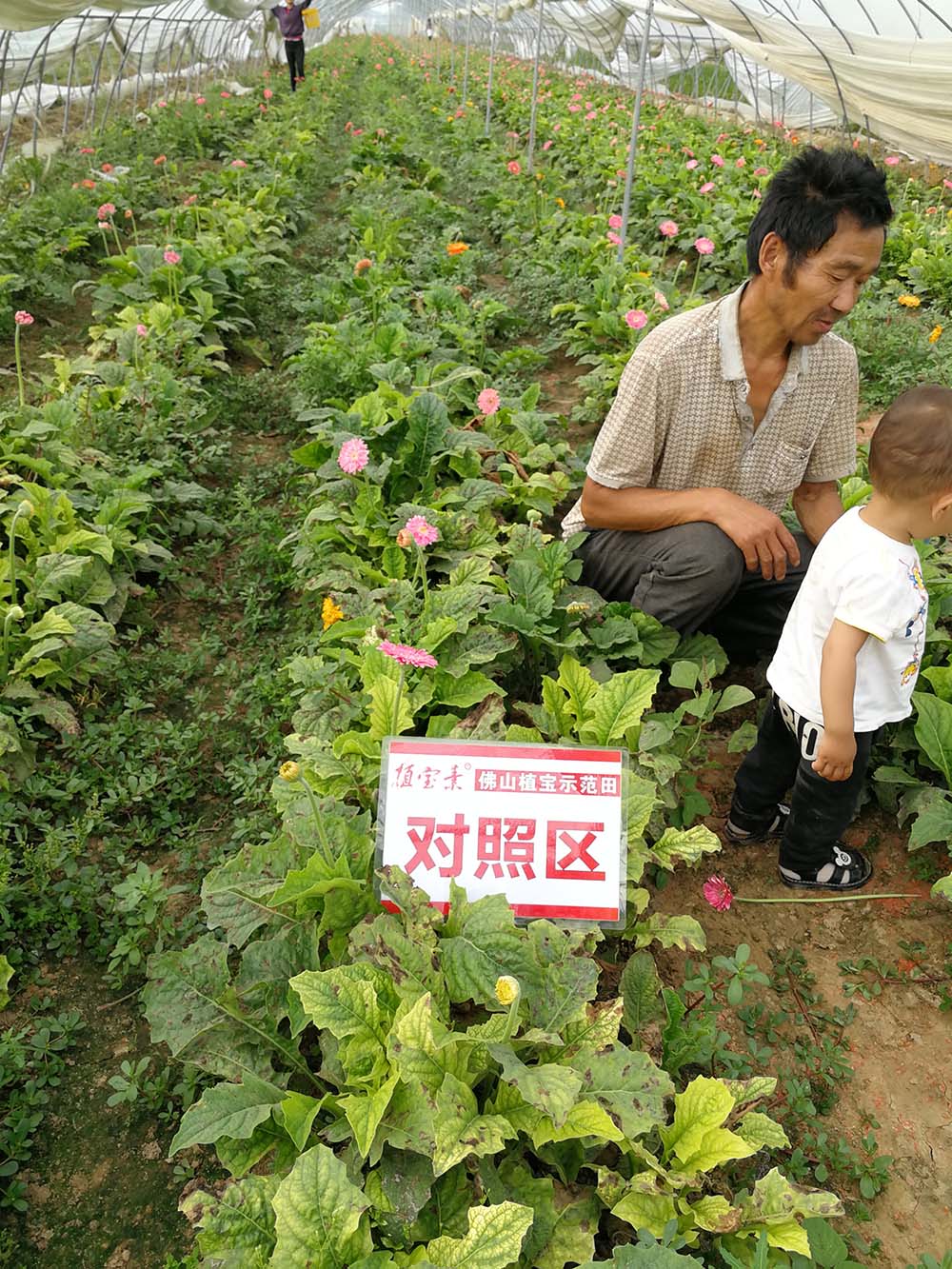 根叶旺